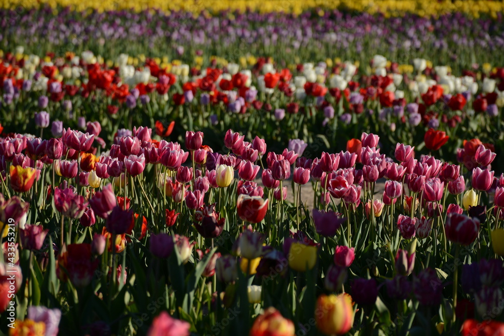 Tulip field of different varieties of tulips
