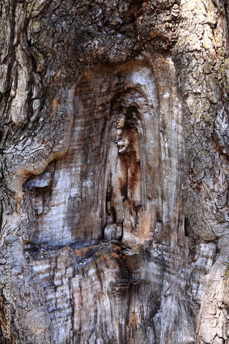 A mark of a branch appearing on a tree trunk
