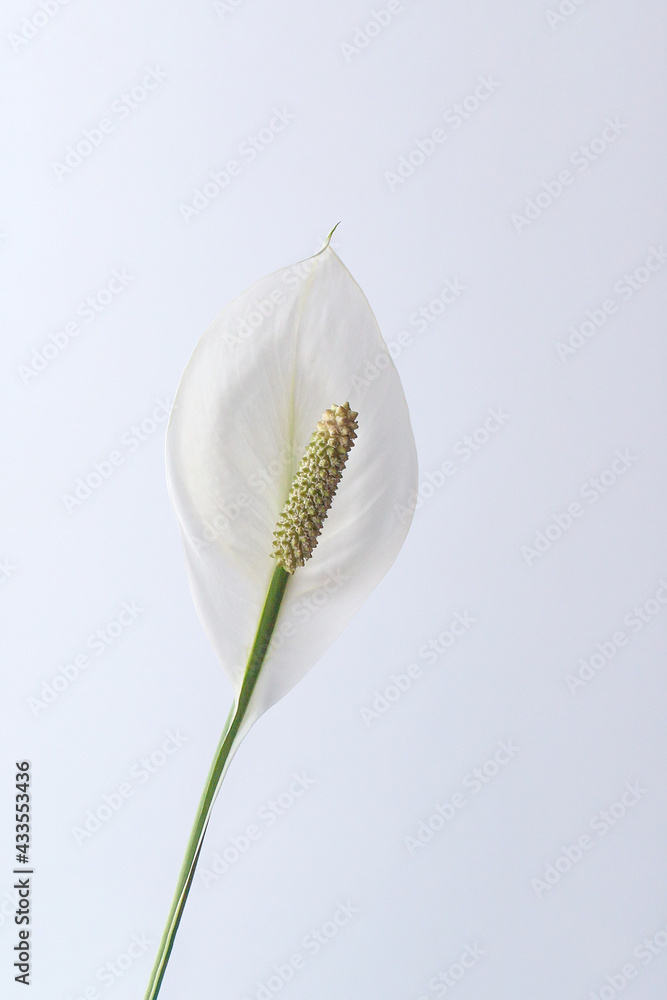 A spathiphyllum, a beautiful large indoor flower A spathiphyllum, a beautiful large indoor flower