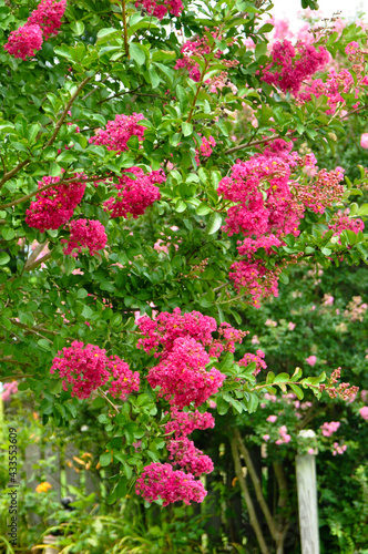 crepe myrtle in the garden © Jim