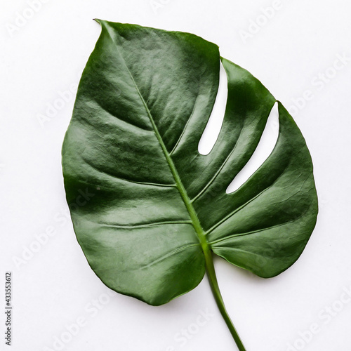 Big tropical leaves in white background   Monstera Leaf    Large green leaf  popular choice as decor in flower arrangement