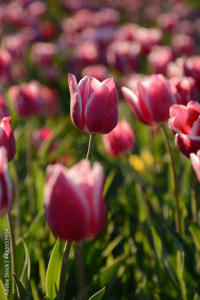 Field of white-pink tulips in the spring under the sun Field of white-pink tulips in the spring under the sun