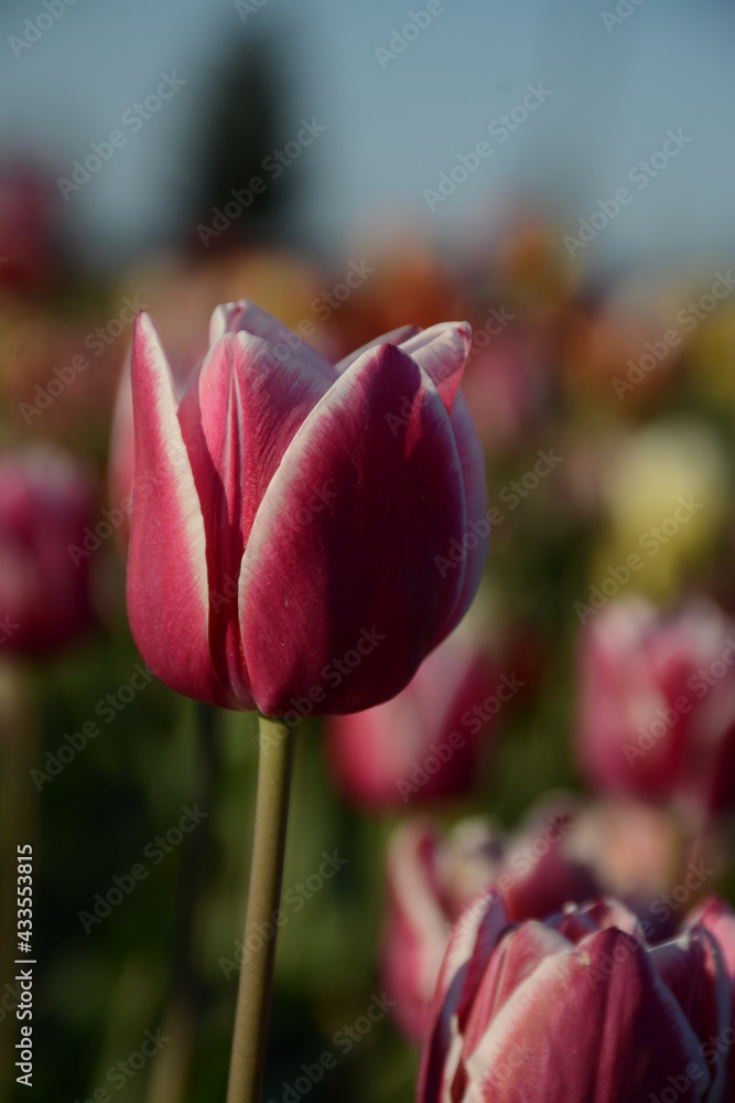 White-red tulip on a blurred bokeh background with flowers White-red tulip on a blurred bokeh background with flowers