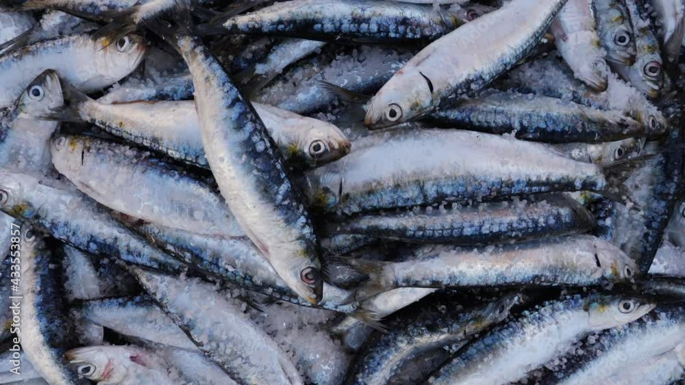 Closeup of freshly caught sardines on ice at the fish market in Essaouira, Morocco. Background food footage. Closeup of freshly caught sardines on ice at the fish market in Essaouira, Morocco. Background food footage.