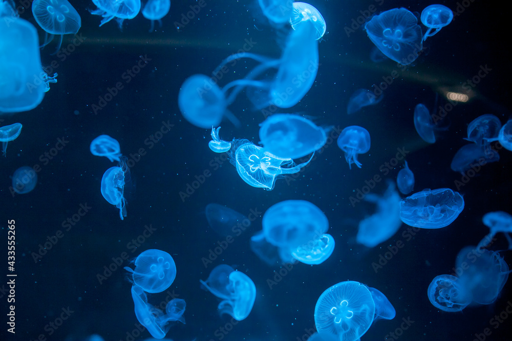 Naklejka premium closed up of beautiful moon jellyfish
