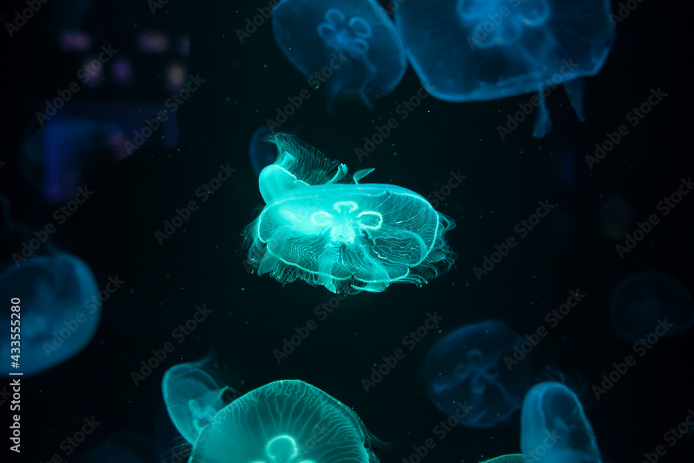 closed up of beautiful moon jellyfish closed up of beautiful moon jellyfish