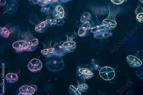 Canvas Print closed up of beautiful amakusa jellyfish
