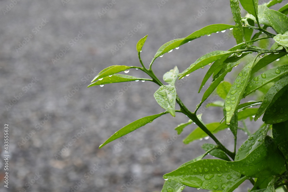 雨に濡れる葉 雨に濡れる葉