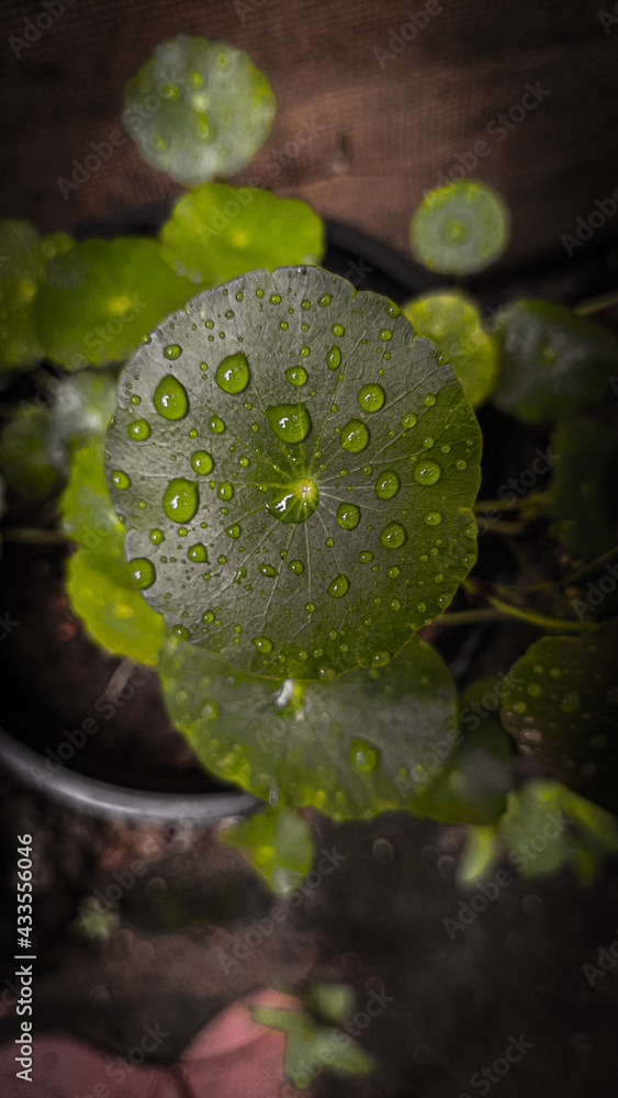 water drops on a leaf water drops on a leaf