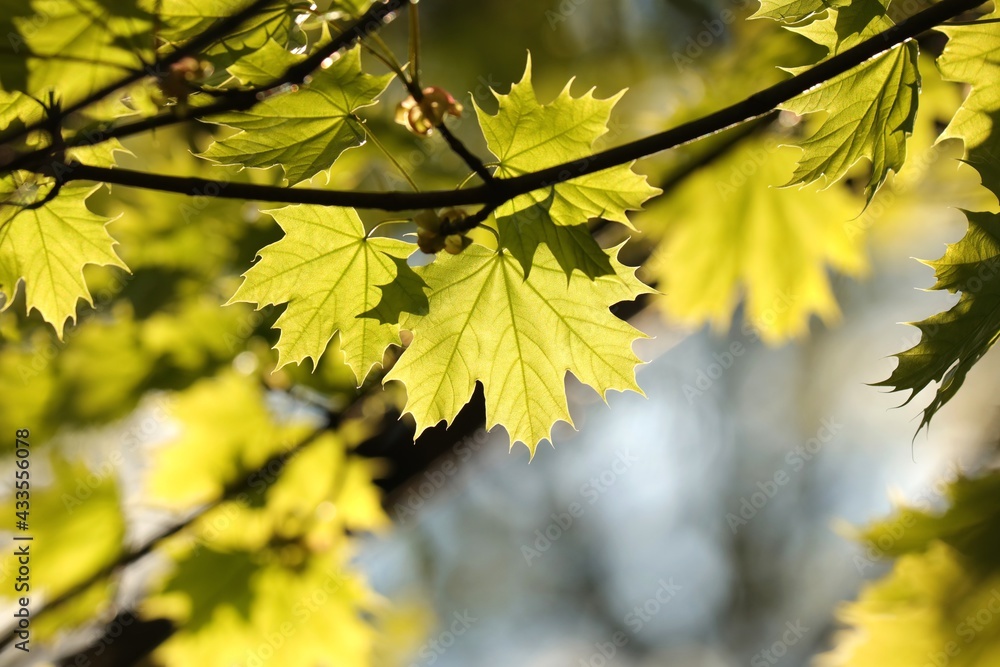 Spring maple leaves on a twig in the forest Spring maple leaves on a twig in the forest