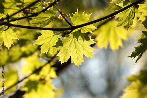 Spring maple leaves on a twig in the forest