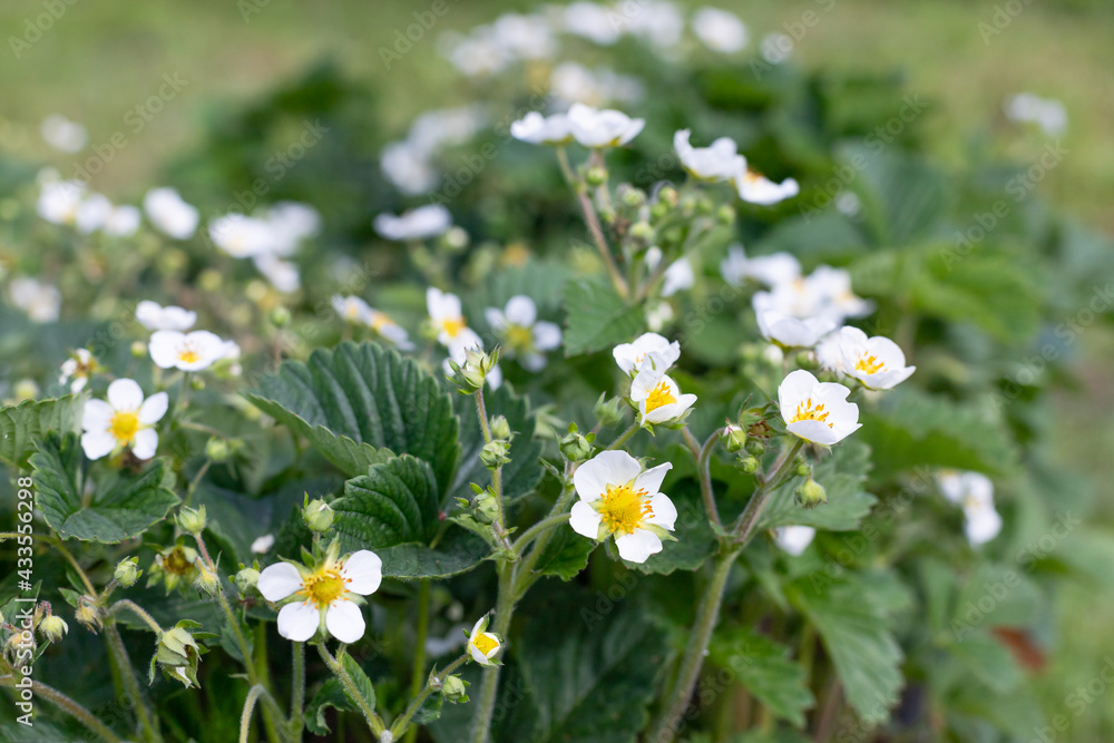 Fototapeta premium several strawberry flowers on the stem. Blossoming of strawberries. Strawberries bushes in growth at garden.