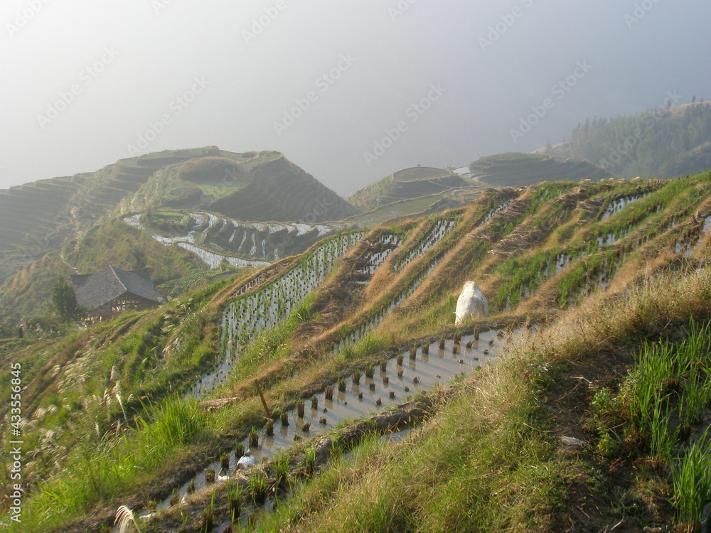 Rural scene around the village of Ping'an and the Longji Rice Terraces, Longsheng, China.