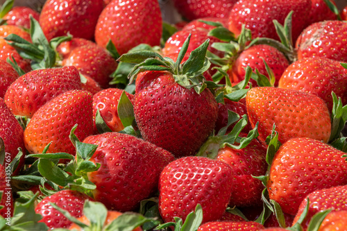 Large red fresh strawberries. Background of red apples with green leaves close-up. Selective focus.