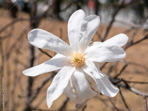Spring sky and white magnolia
