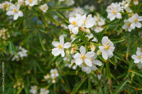 Choisya shrub with delicate small white flowers after rain in the morning sun. Mexican Mock Orange evergreen shrub.