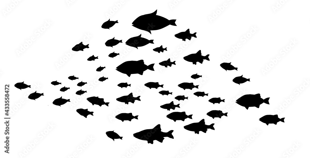 Silhouettes of groups of fishes on white Silhouettes of groups of fishes on white