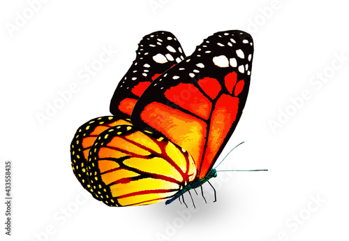 Color monarch butterfly , isolated on the white background