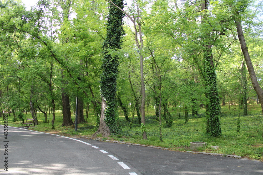 Inside park, forest landscape Inside park, forest landscape