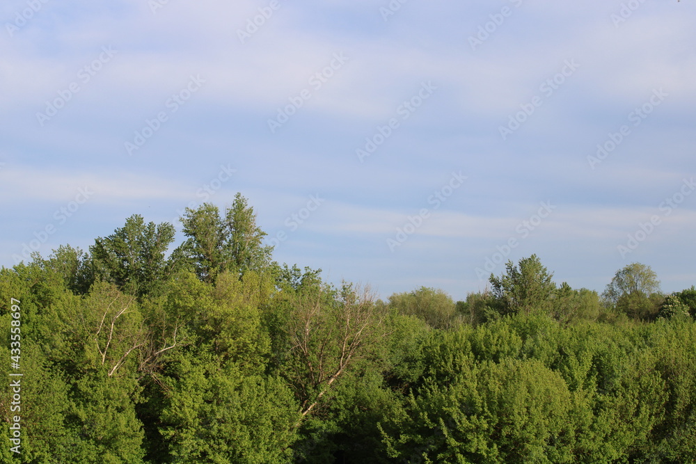 Trees and blue sky Trees and blue sky
