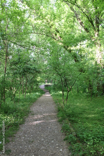 Inside park, forest landscape