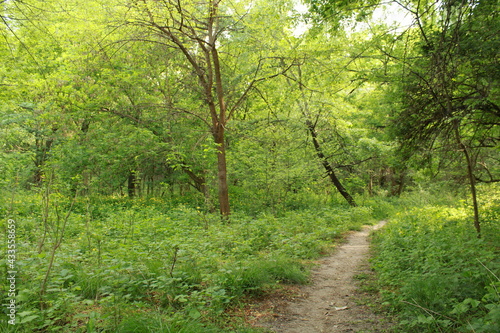 Inside park, forest landscape