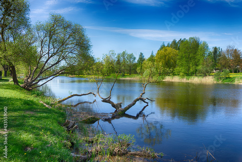 Quadro su tela Old submerged tree in a tranquil river in spring