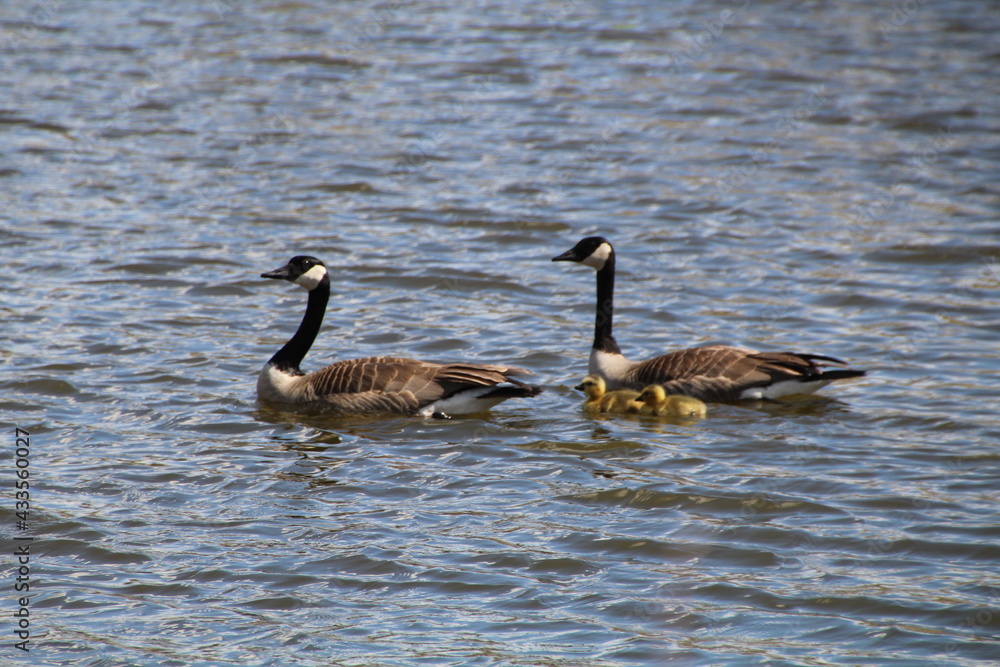 Obraz premium Family On The Water, Pylypow Wetlands, Edmonton, Alberta