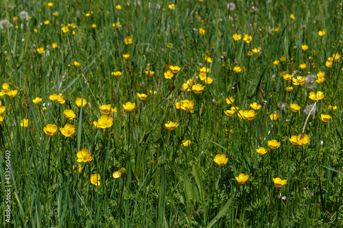 Ranunculus repens. Buttercup flowering plants in the meadow.