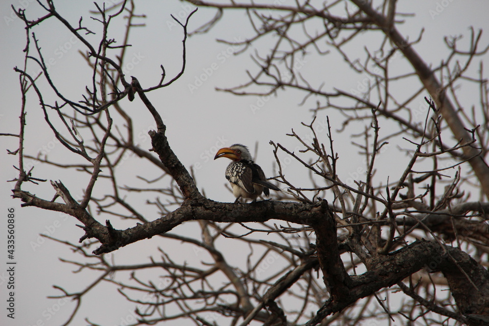 Southern Yellow-billed Hornbill, Kapama Game Reserve, South Africa.