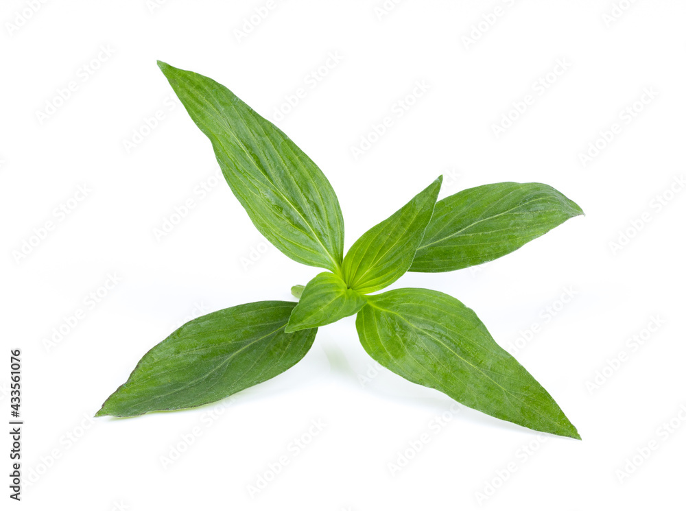 Fresh Kariyat,Andrographis paniculata leaves e on white Fresh Kariyat,Andrographis paniculata leaves e on white