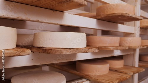 Cheese wheels maturing on shelves - in various stages of ripening