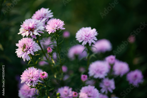 Closeup nature view of Pink Chrysanthemum  © Nattawat