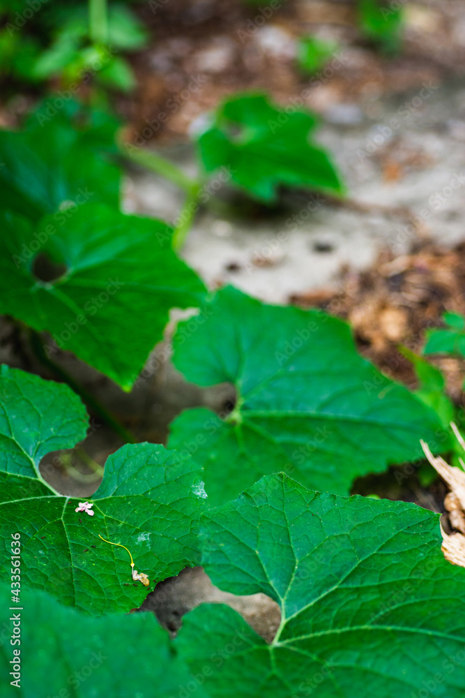 Fototapeta premium Pumpkin green leaves on natural background.