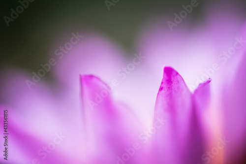 Pink waterlily  lotus flower on nature background.