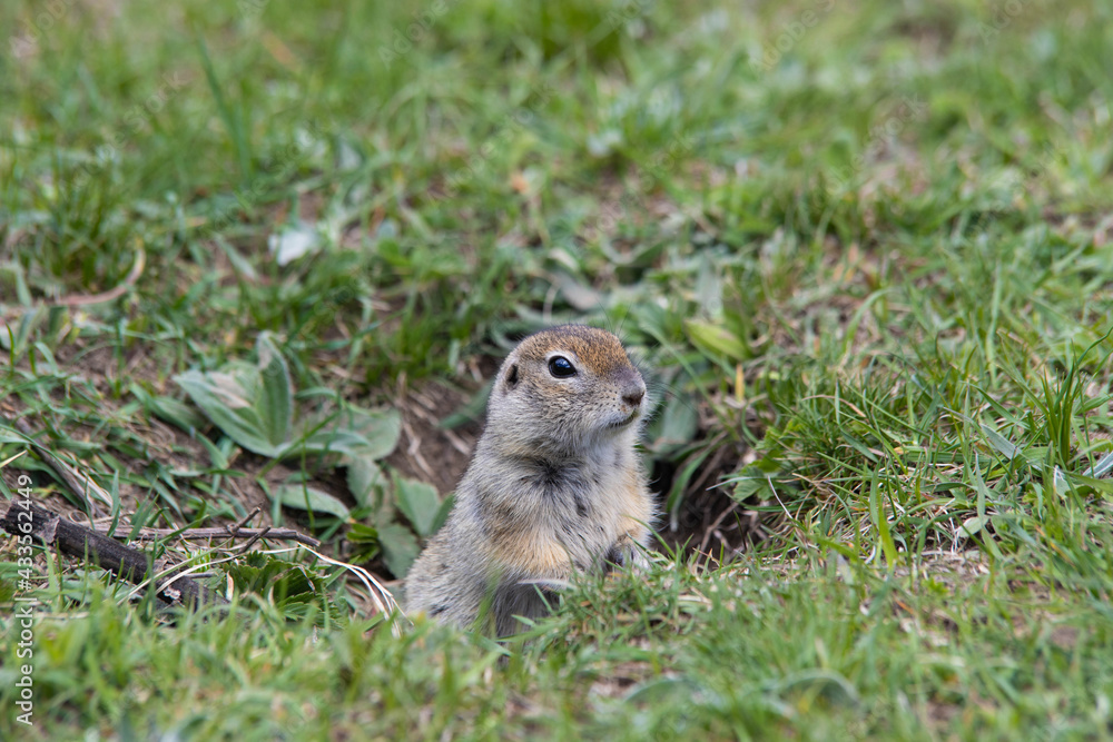 close-up gopher in a green field peeking out of a burrow close-up gopher in a green field peeking out of a burrow