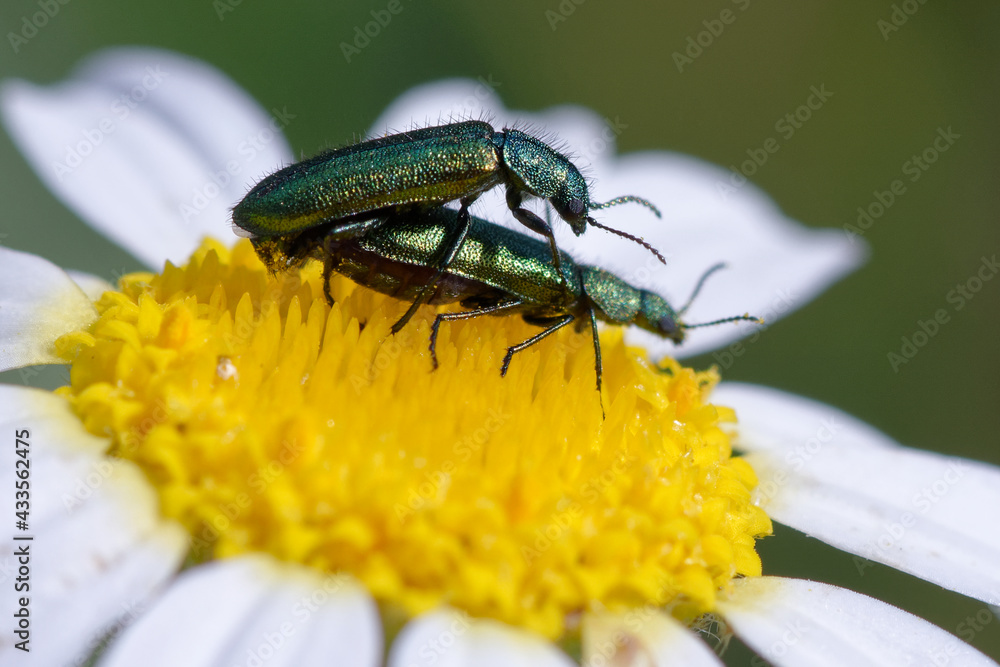 Fototapeta premium Soft-winged flower beetle (Psilothrix viridicoerulea) on a flower