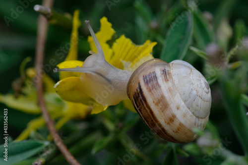 White garden snail or Sand hill snail or White Italian snail or Mediterranean coastal snail (Theba pisana) photo