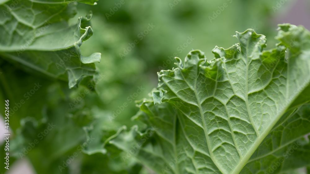 Fototapeta premium Kale leaves on nature light background.