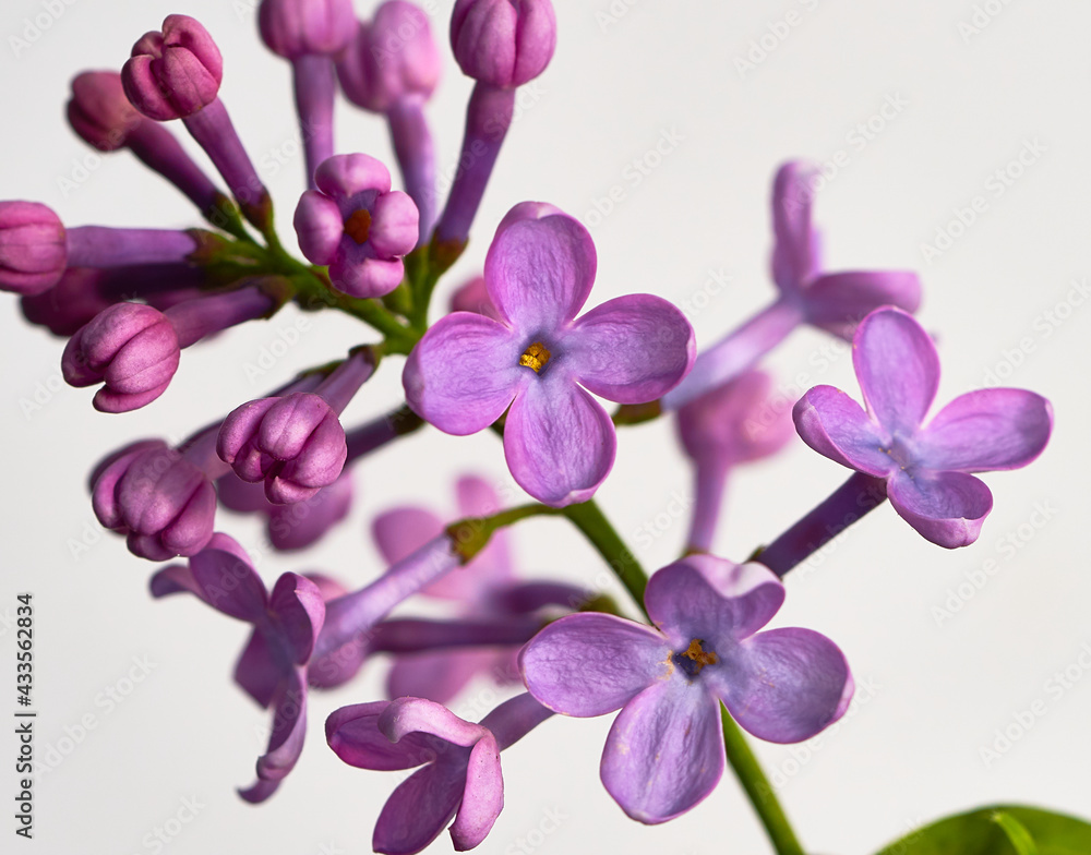 lilac flower growing on white background