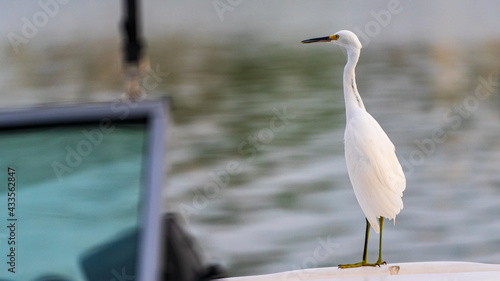 Snowy egret standing on boat next to intercoastal waterway in Florida, U.S.A.