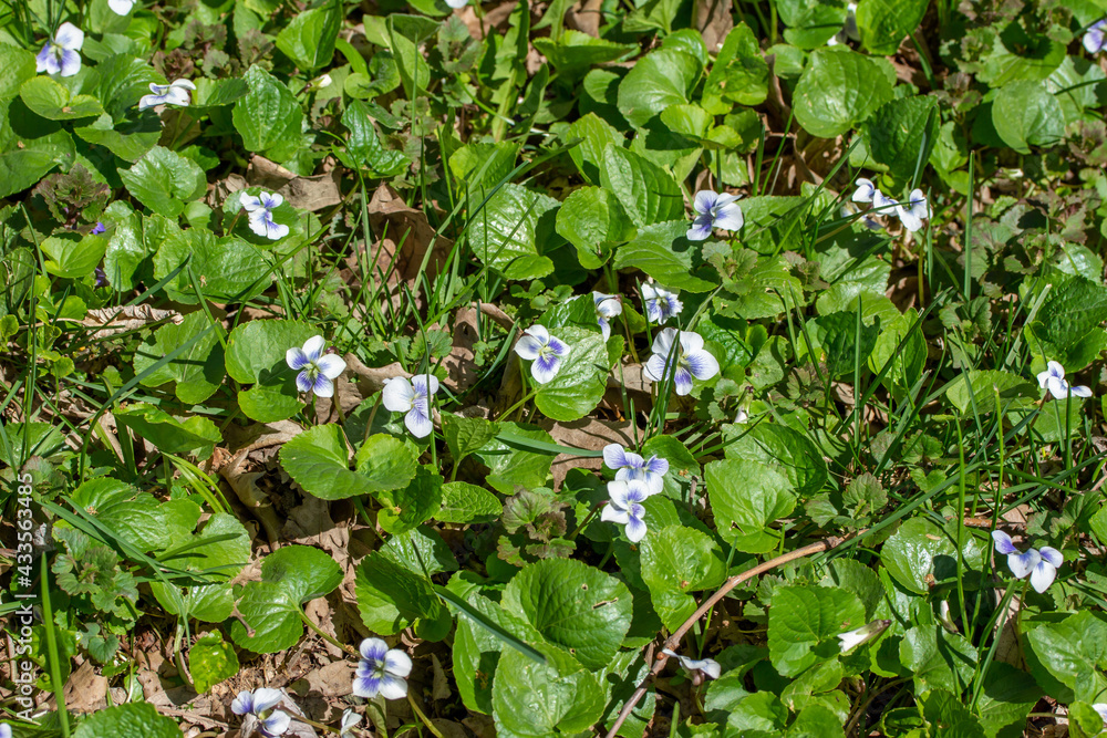 This image show a close-up texture background of woodland white violets wildflowers (viola blanda) blooming in a woodland ravine in full sunlight.
This image show a close-up texture background of woodland white violets wildflowers (viola blanda) blooming in a woodland ravine in full sunlight.
