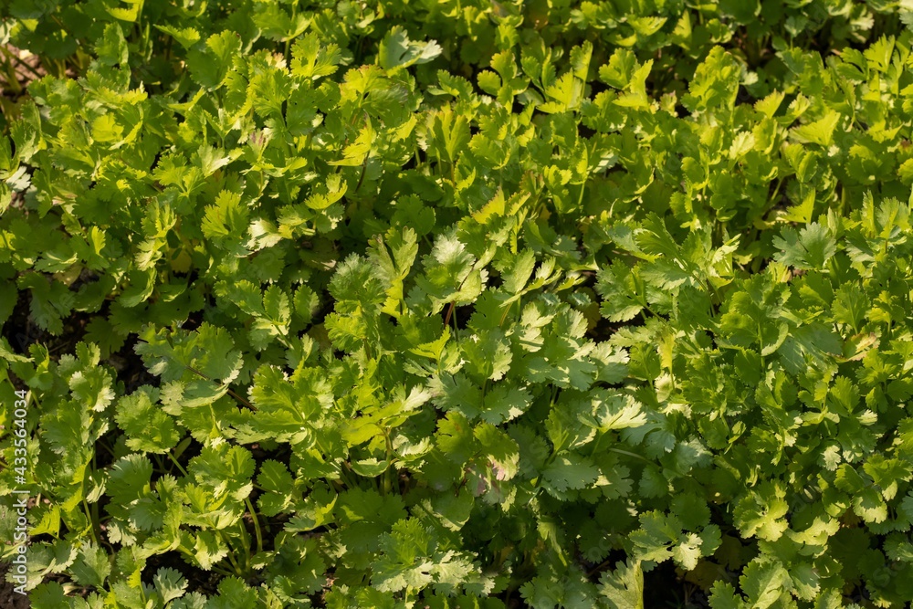 Organic Coriander Leaves in Cultivated in Farmland with Selective Focus in Horizontal Orientation, Also Known as Dhania or Cilantro