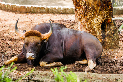 Lone Buffalo in Trivandrum