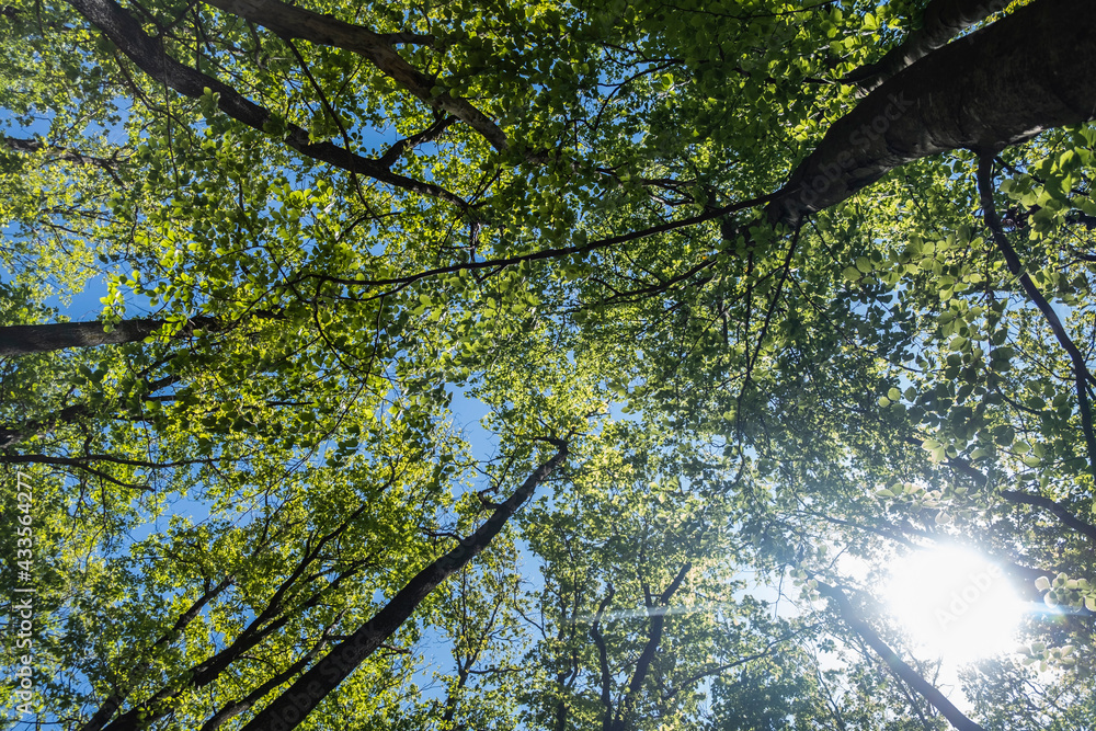 Fototapeta premium green forest in spring time