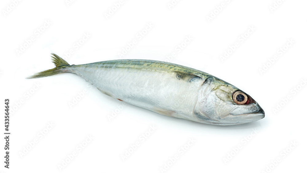 Fresh Short-bodied mackerel fish, Isolated on white background Fresh Short-bodied mackerel fish, Isolated on white background