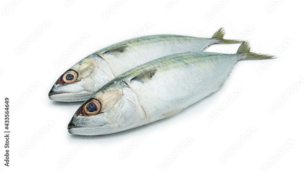 Fresh Short-bodied mackerel fish, Isolated on white background Fresh Short-bodied mackerel fish, Isolated on white background