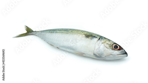 Fresh Short-bodied mackerel fish, Isolated on white background