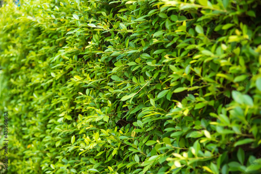 Wall of decorative plants of separation in the garden.Thailand Wall of decorative plants of separation in the garden.Thailand