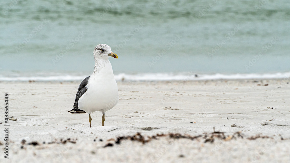 Laughing Gull standing on top of a sandy beach close up along shore Laughing Gull standing on top of a sandy beach close up along shore
